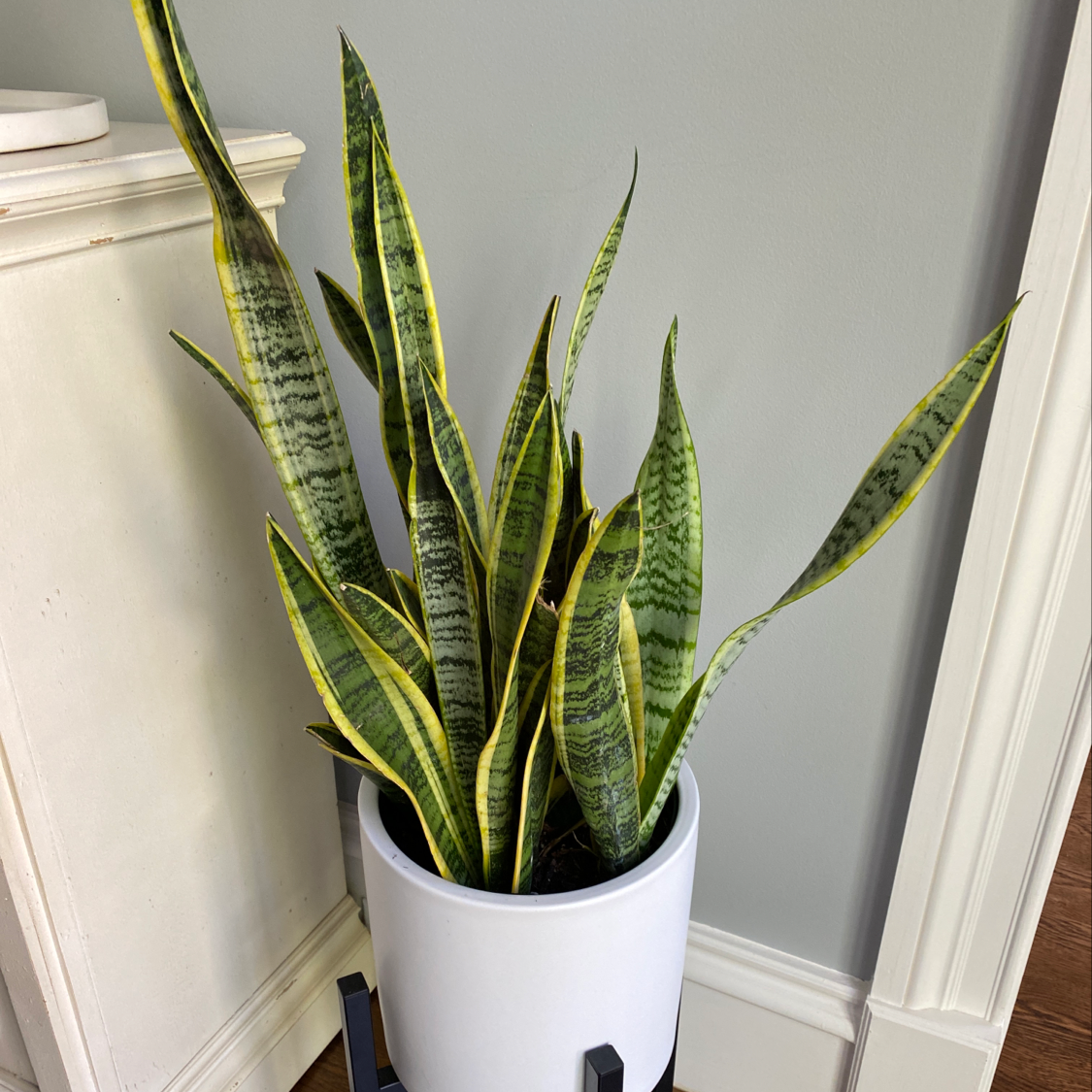 Snake Plant plant photo by @NCMomma named Athena on Greg, the plant care app.