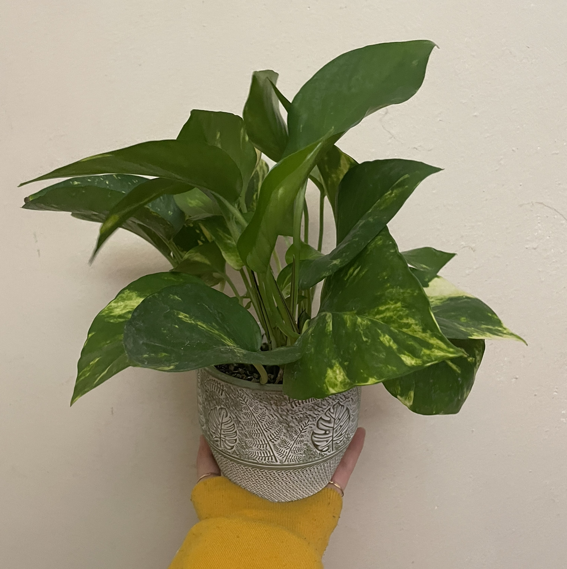 Taro Vine plant photo by @bbplantmom named gilly on Greg, the plant care app.
