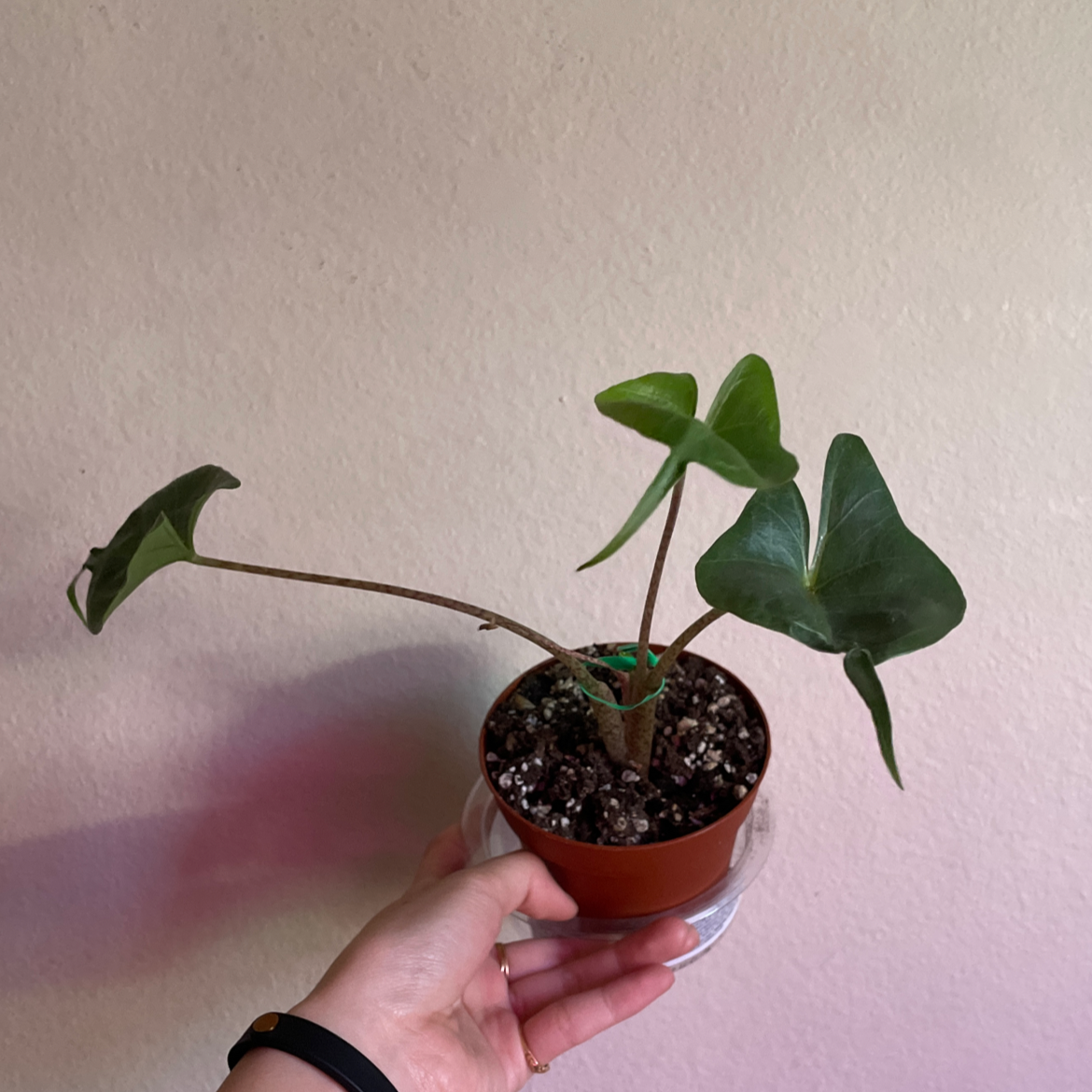 A healthy Stingray Elephant Ear plant in a small pot, held by a hand.
