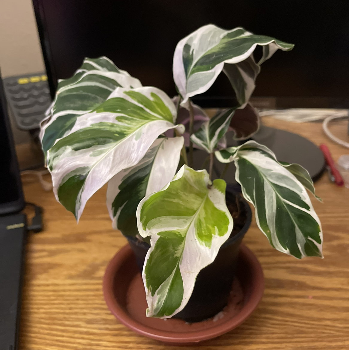 Calathea 'White Fusion' plant with variegated leaves in a pot on a saucer.