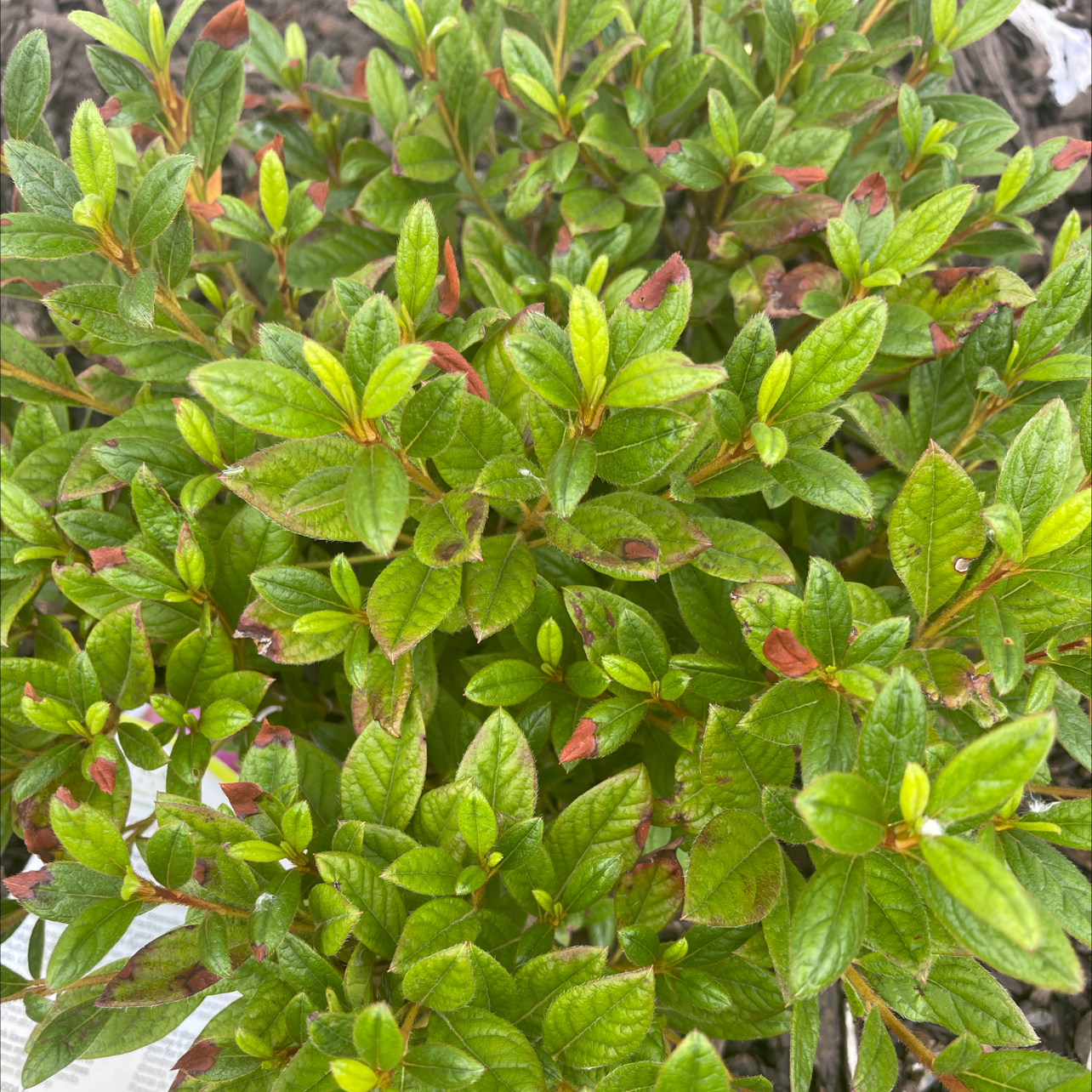 Satsuki plant with green leaves and some browning at the tips.