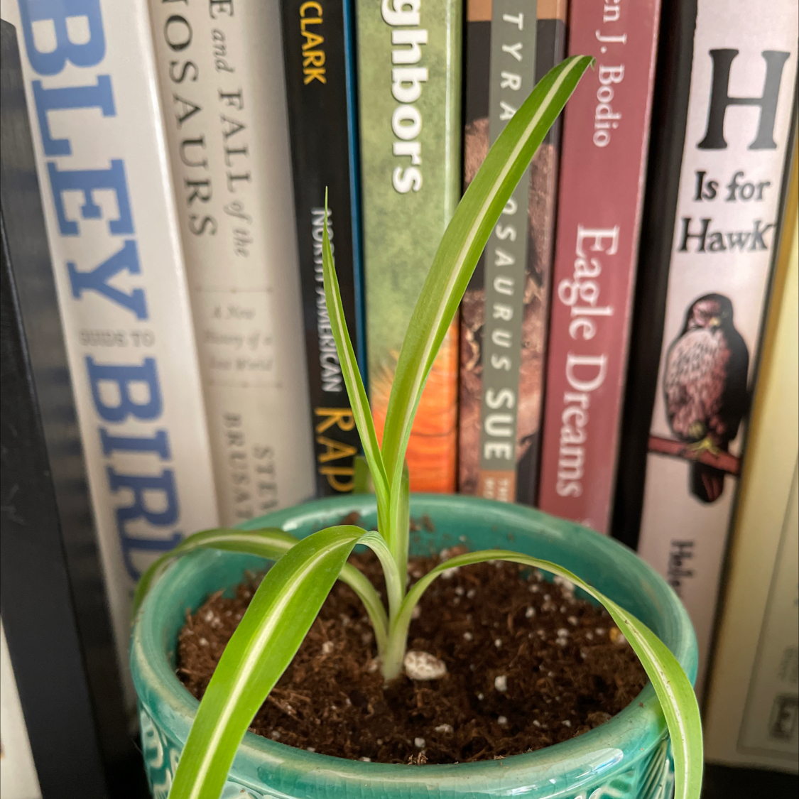 Variegated Spider Plant in a decorative pot on a shelf with books in the background.