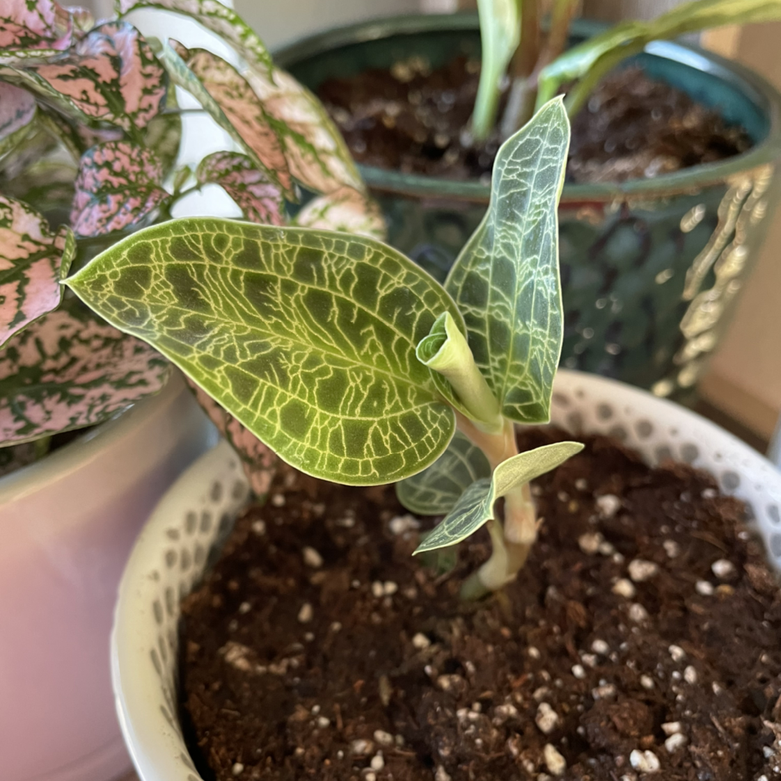 Jewel Orchid with vibrant veined leaves in a pot, soil visible.