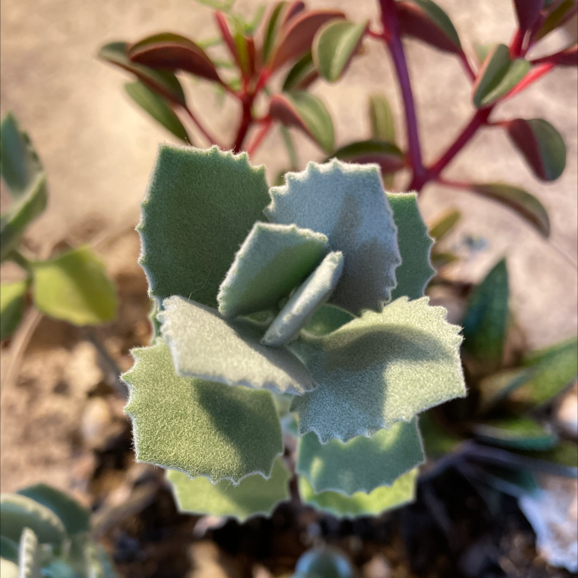 Close-up of a healthy Millot Kalanchoe plant with thick, fuzzy leaves.