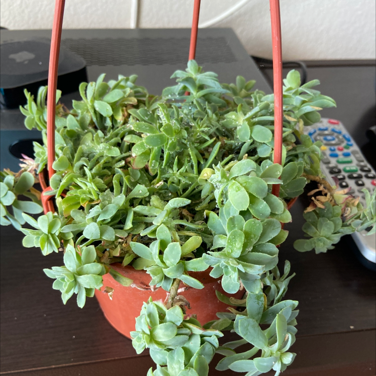 Photo of the plant species Palmer's Sedum by @Junior- named Luna on Greg, the plant care app