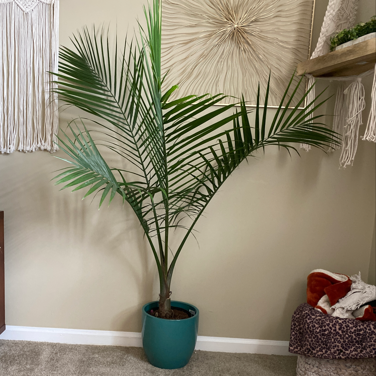 Healthy Majesty Palm in blue ceramic planter, positioned in a corner next to a shelf with decor items.