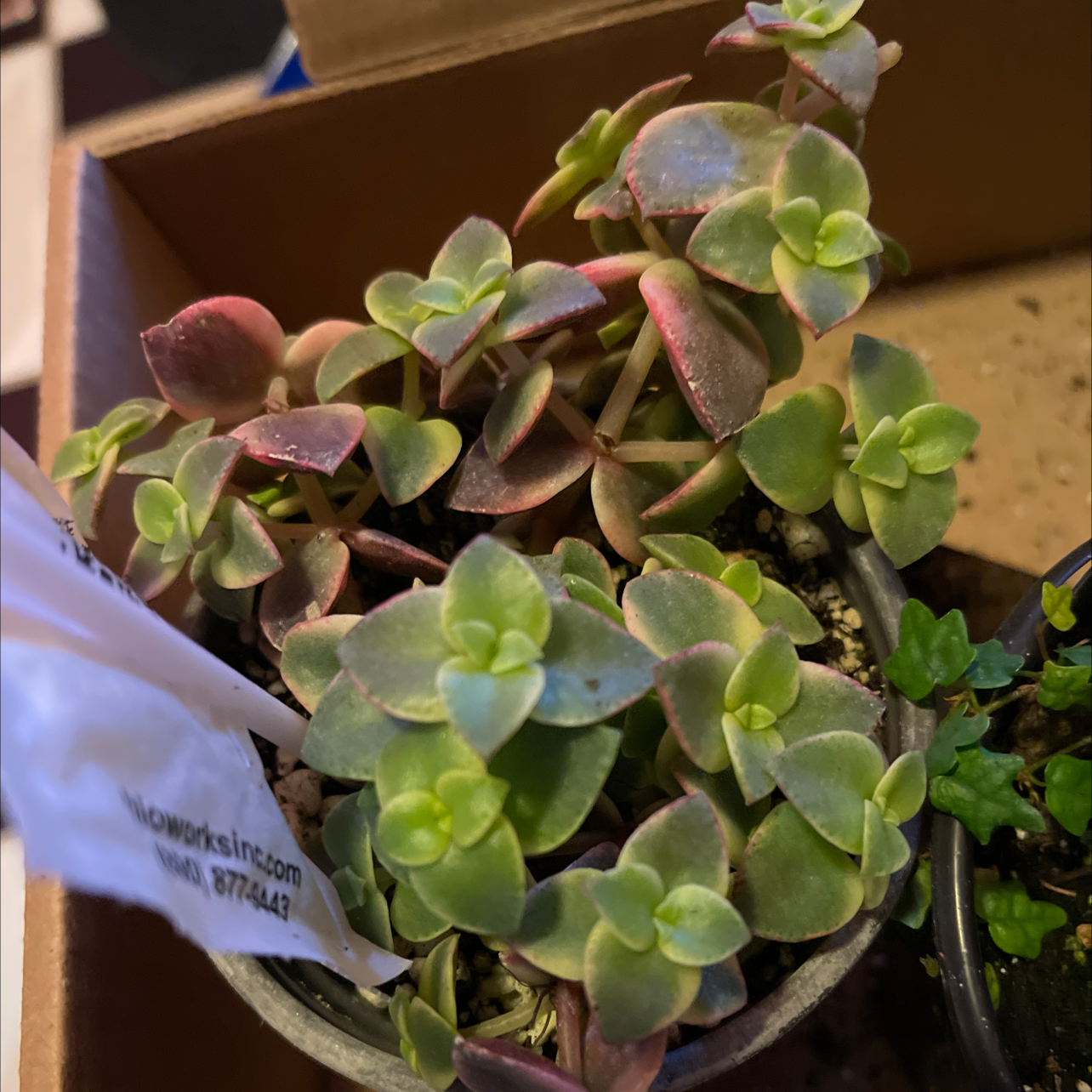 Healthy Crassula pellucida succulent plant with plump, heart-shaped blue-green and red leaves in a small pot.