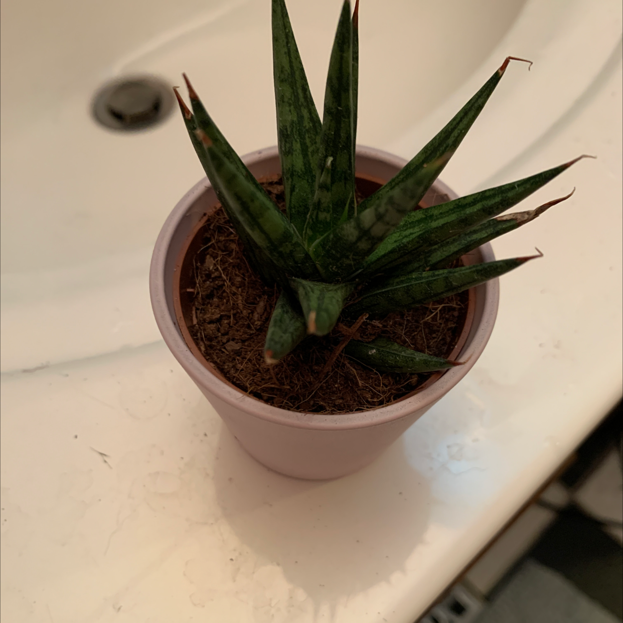 Dracaena 'Mikado' plant in a small pot on a bathroom sink, appearing healthy.