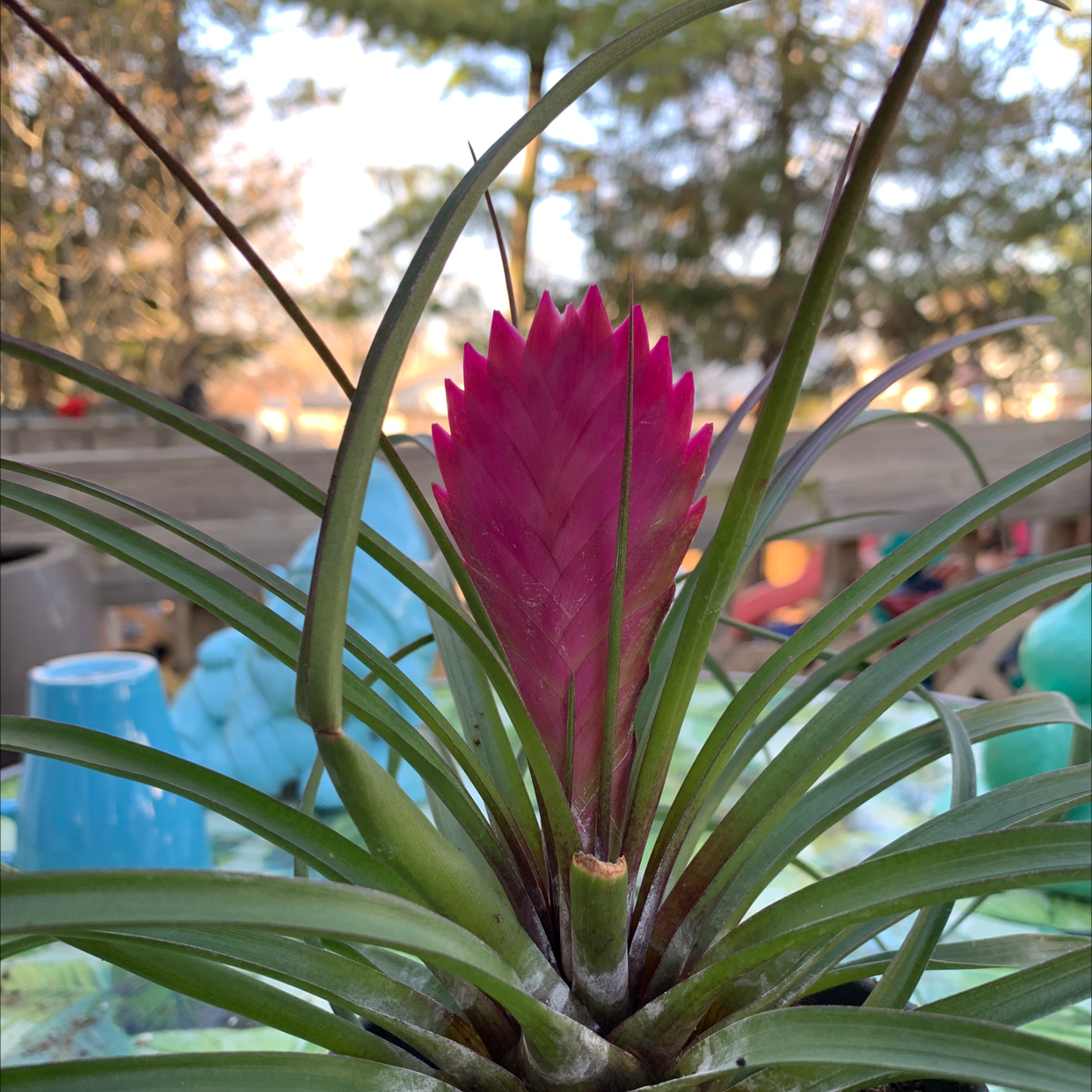 Pink Quill Plant (Tillandsia cyanea) with a prominent pink bract, healthy appearance.