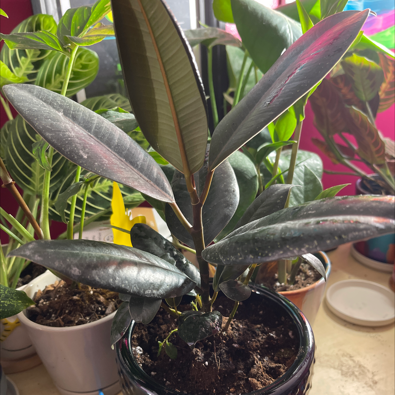 Burgundy Rubber Tree with dark glossy leaves in a pot, visible soil, multiple plants in the background.