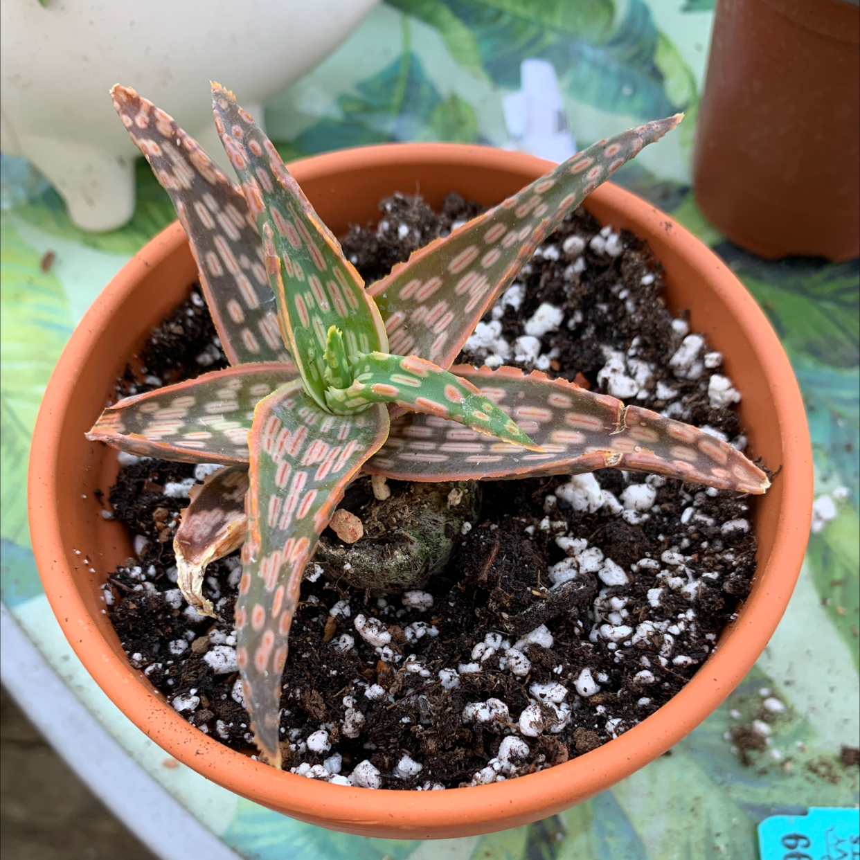 Pink Blush Aloe plant in a terracotta pot with patterned leaves and well-drained soil.