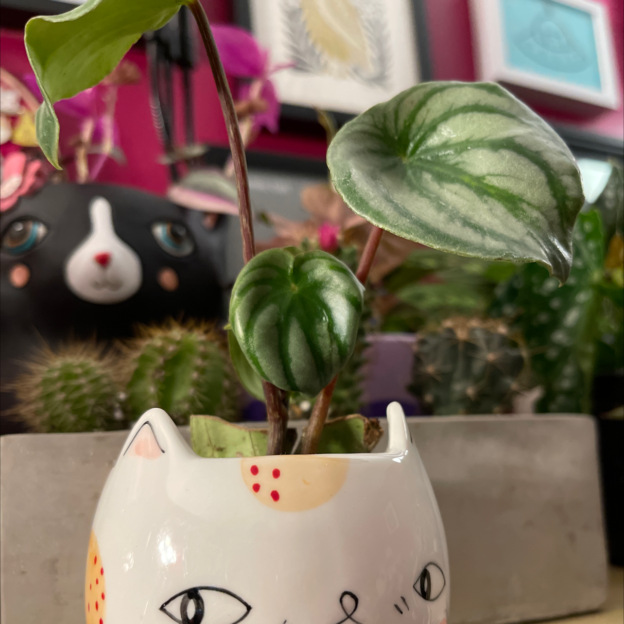 Watermelon Peperomia plant in a cat-shaped pot with other plants in the background.