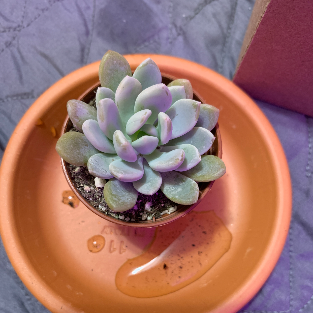 Blue Echeveria succulent in a small pot on a saucer, appears healthy.
