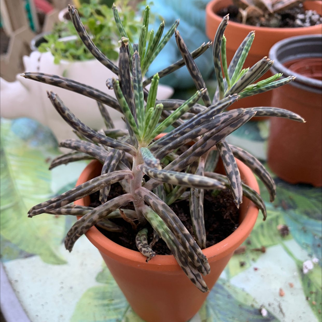 A healthy Mother of Millions plant in a terracotta pot, with long arching stems and small pointed purple and green leaves.