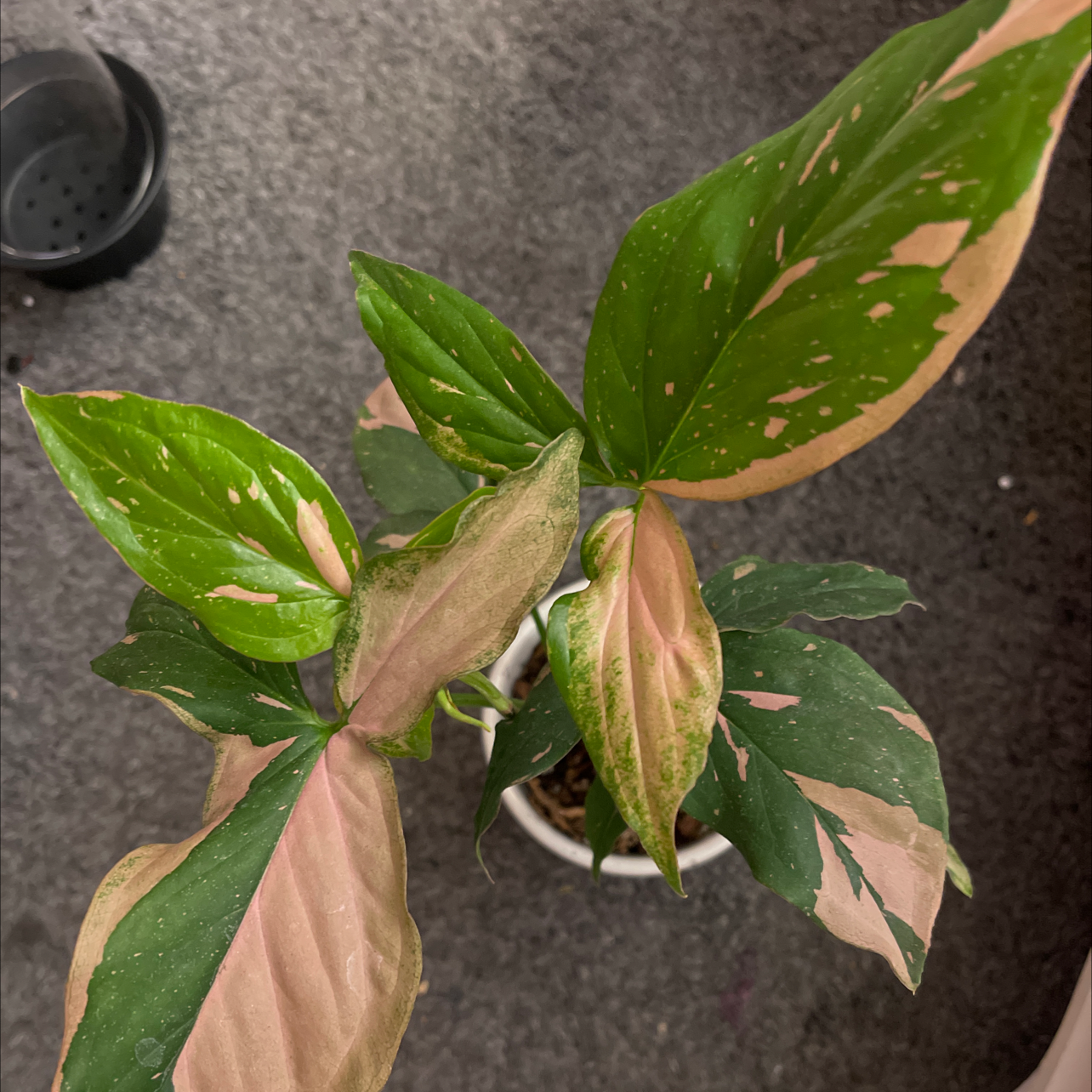 Pink Splash Arrowhead Vine with variegated leaves showing signs of yellowing and browning.