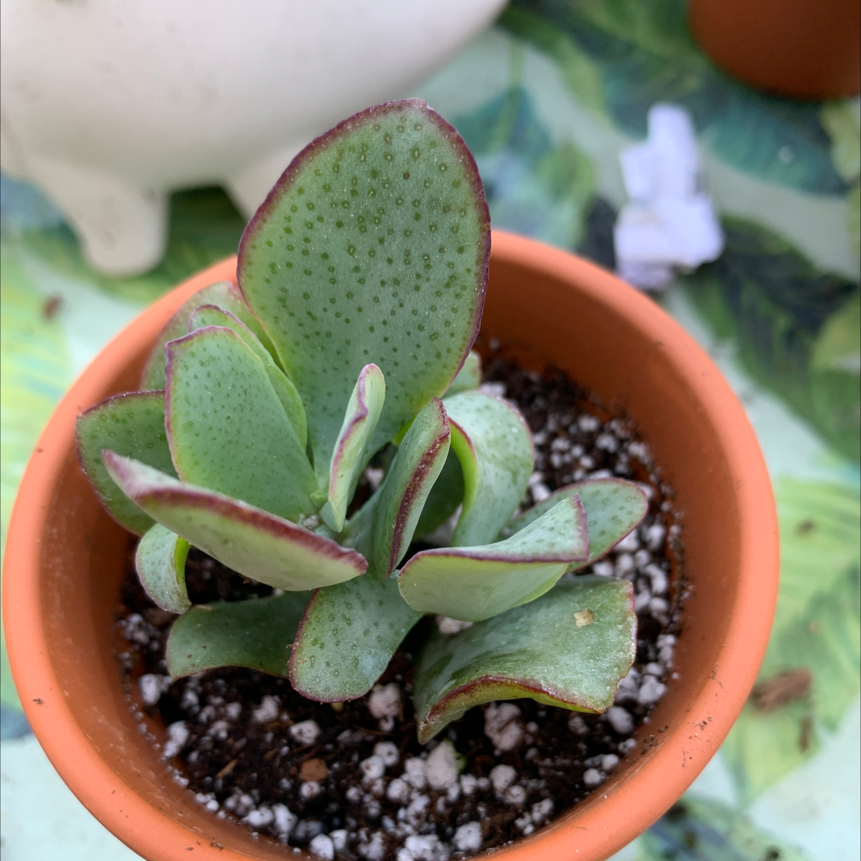 Ripple Jade plant in a terracotta pot with visible soil and healthy green leaves with red edges.