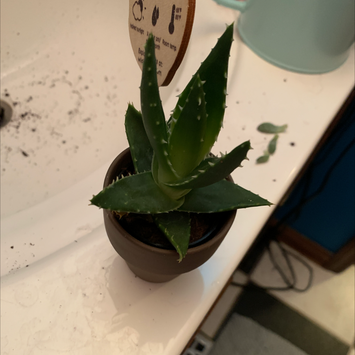 A healthy Cape Aloe plant in a small pot with visible soil, well-framed and centered.