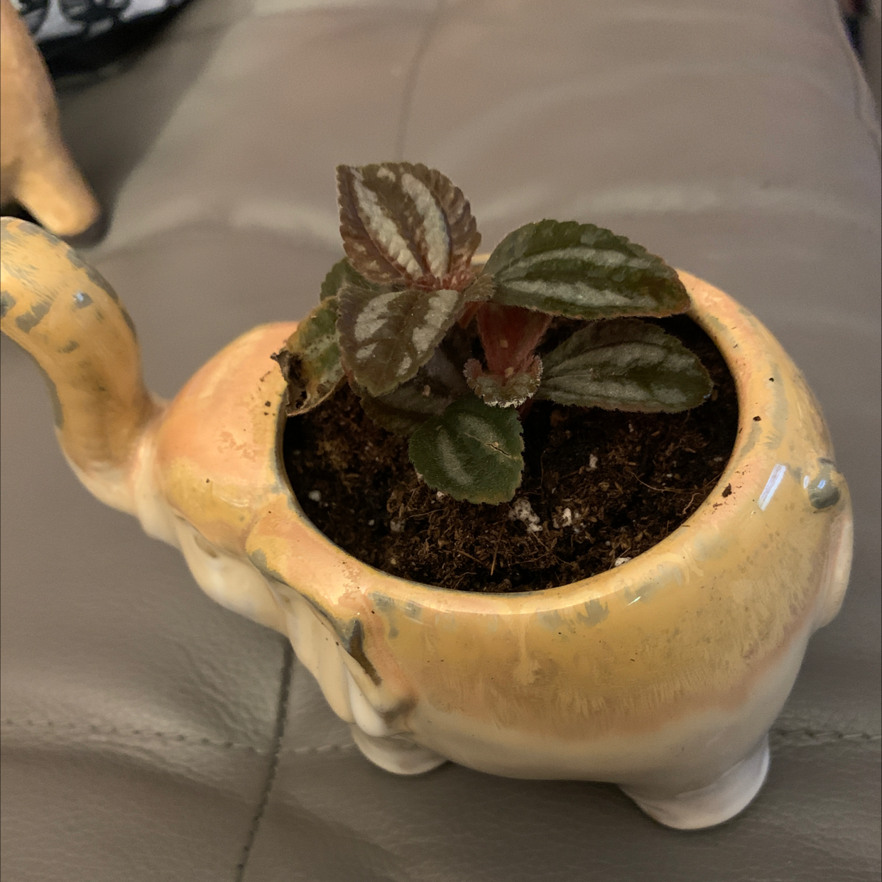 Aluminum Plant in a decorative elephant-shaped pot with healthy green and silver leaves.