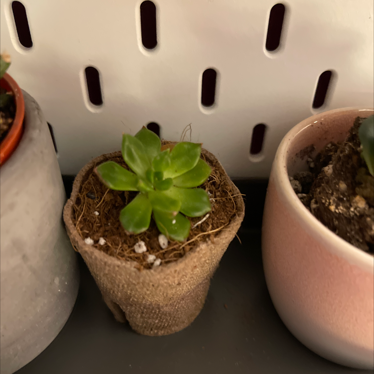 Small Sedeveria 'Letizia' succulent in a small pot with visible soil.