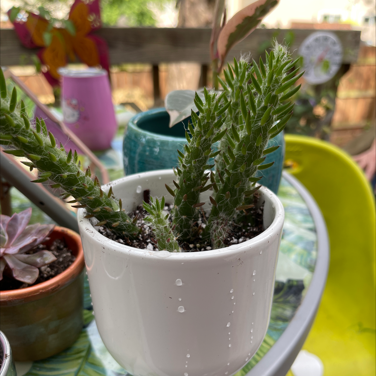 Photo of the plant species Old Man Opuntia by Jessica named Delilah on Greg, the plant care app
