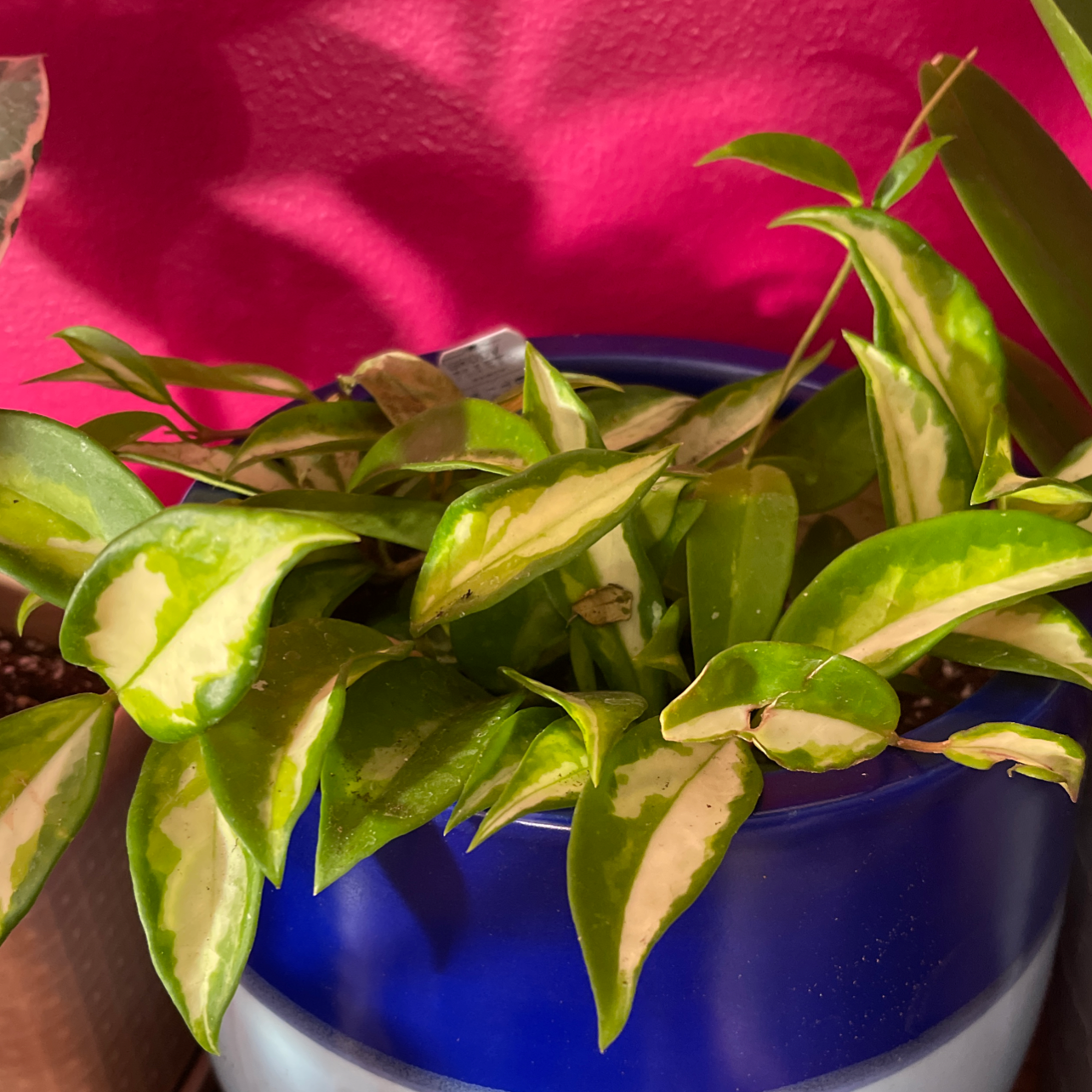 Krimson Princess Hoya plant in a blue pot with variegated leaves, some browning at the edges.