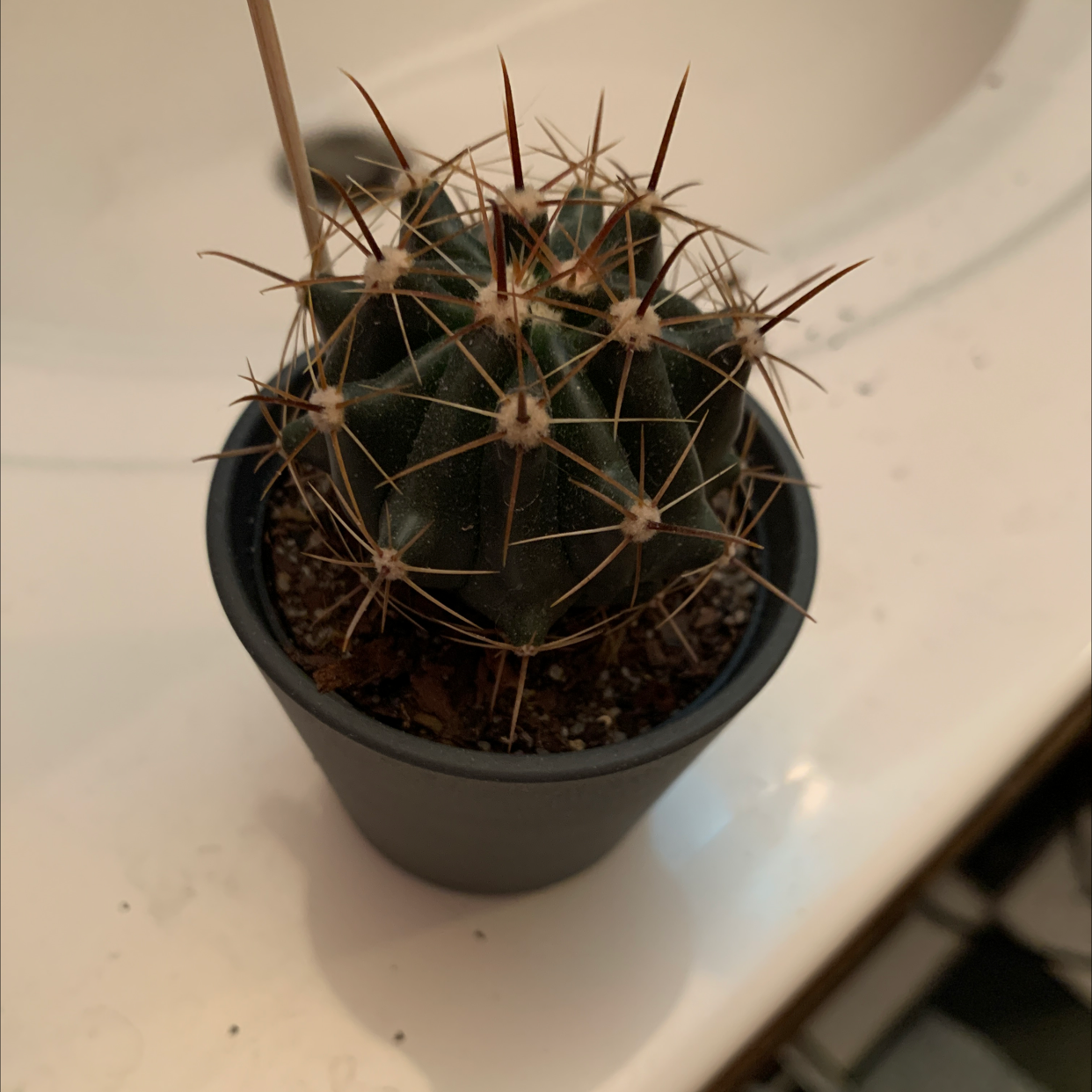 A small cactus plant, The Glory of Texas, in a pot on a white surface.