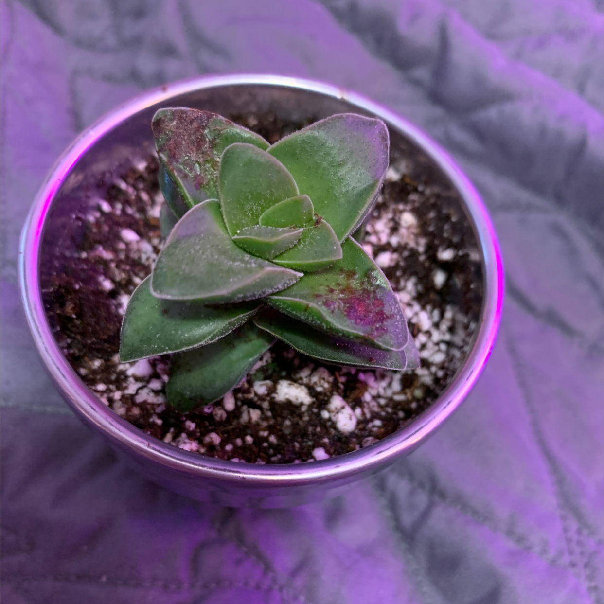 Crassula 'Springtime' plant in a small pot with some leaf discoloration.