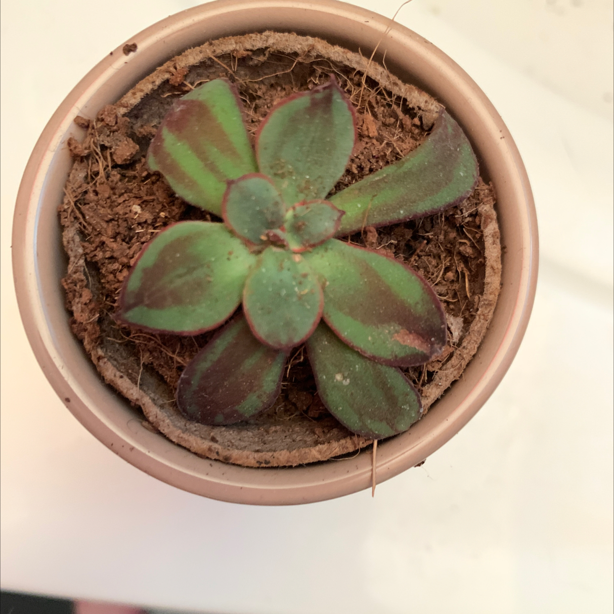 Top view of a Painted Echeveria succulent in a pot with some browning on the leaves.