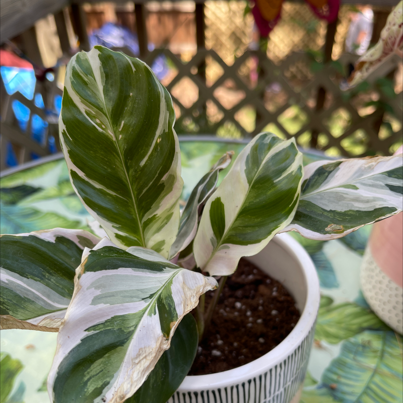Calathea 'White Fusion' plant in a pot with variegated leaves, slight browning on edges.