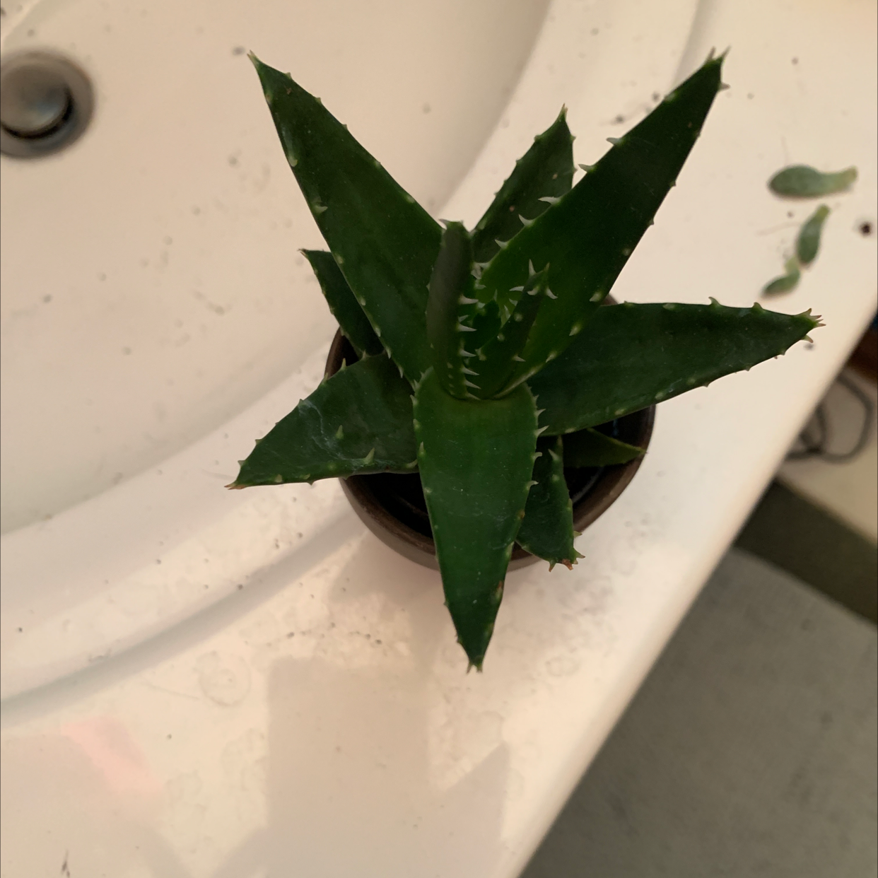 Top view of a healthy Candelabra Aloe plant in a pot on a bathroom sink.