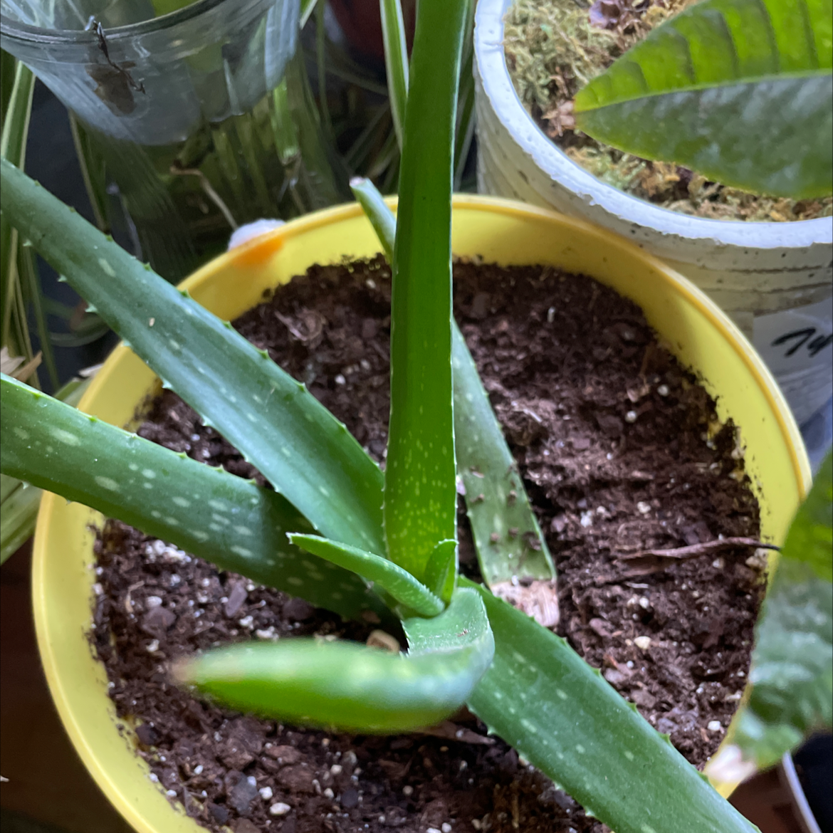 Aloe vera plant photo by Elizabeth named Curtis on Greg, the plant care app.