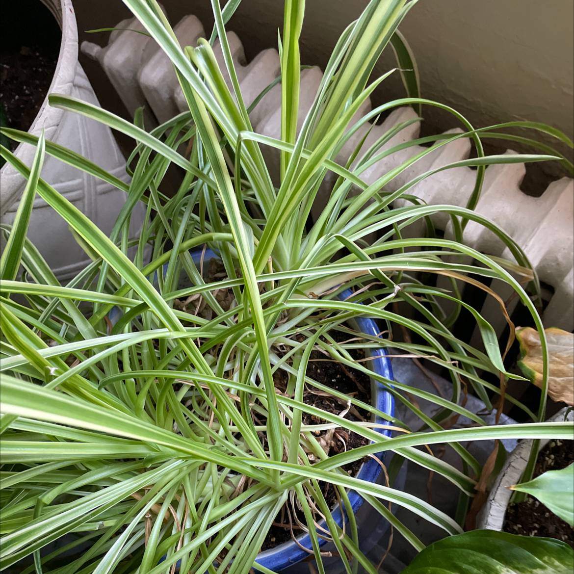 Spider Plant plant photo by Elizabeth named Leroy on Greg, the plant care app.