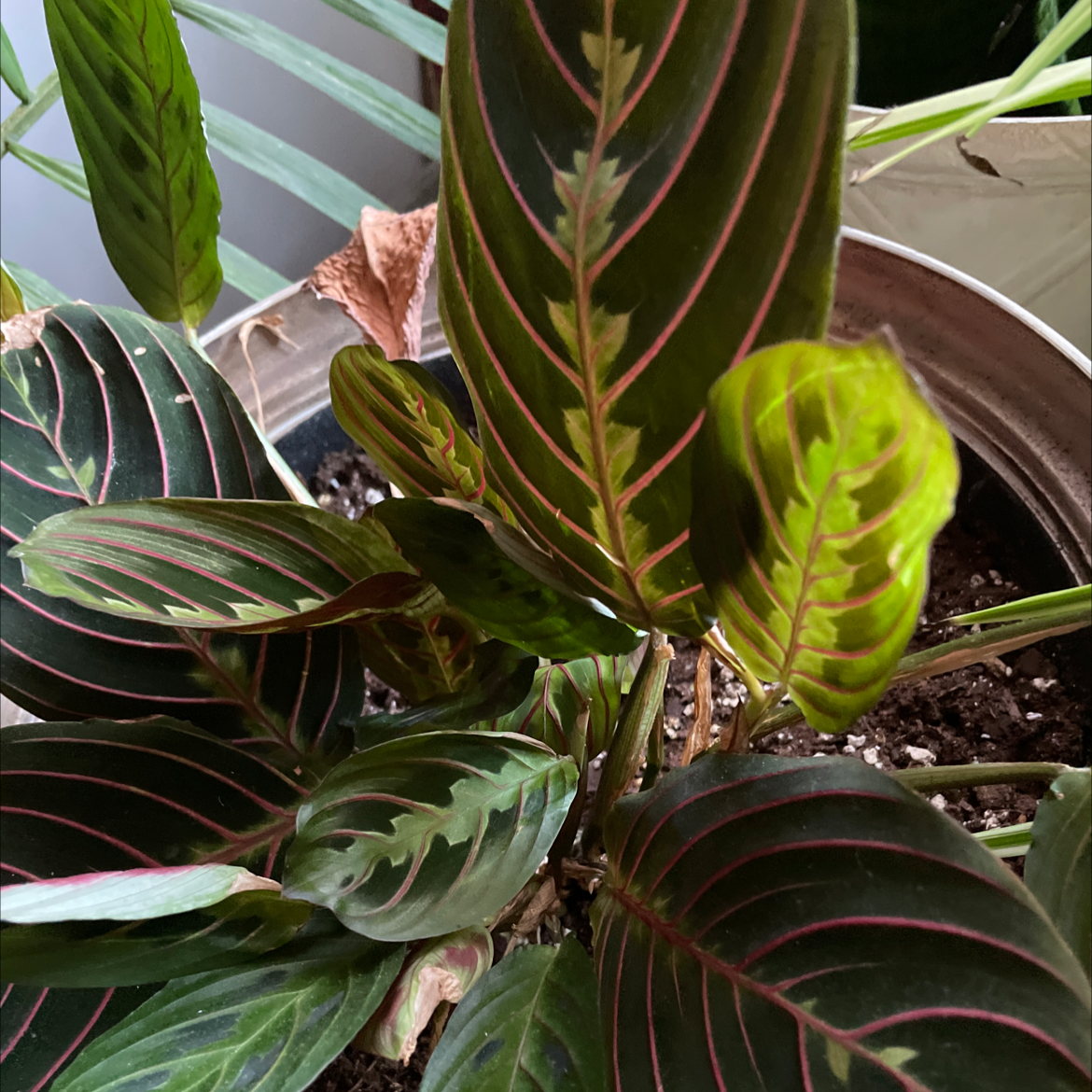 Green Prayer Plant plant photo by Elizabeth named Your plant on Greg, the plant care app.