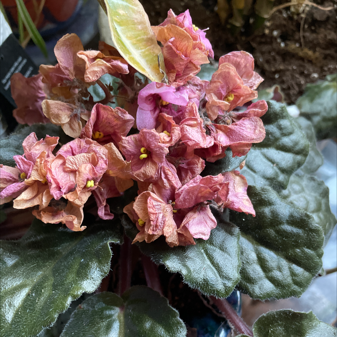 African Violet plant photo by Elizabeth named Gloria on Greg, the plant care app.