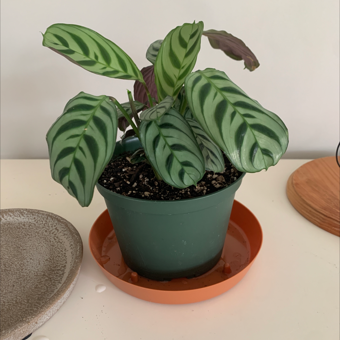 Healthy Fishbone Prayer Plant with striped green leaves in a green plastic pot on a neutral background.