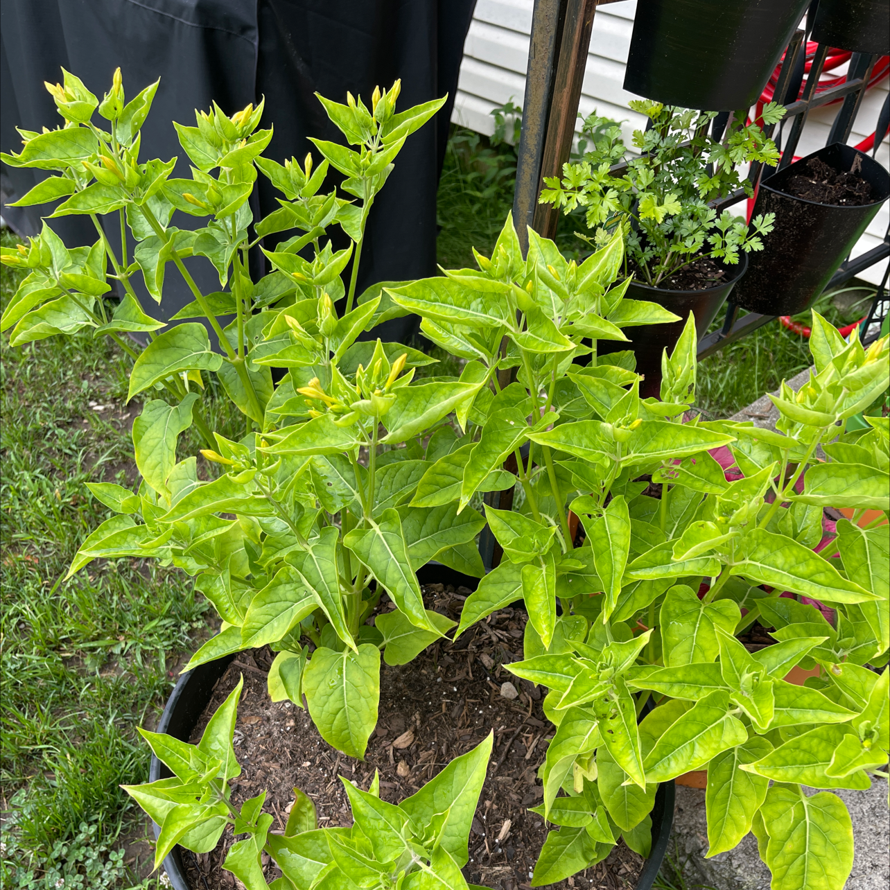 Marvel of Peru plant in a pot with vibrant green leaves, no visible flowers.