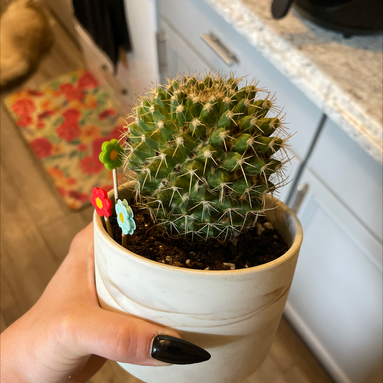 Photo of the plant species Rebutia krainziana by @canyou_nottho named Lucius on Greg, the plant care app