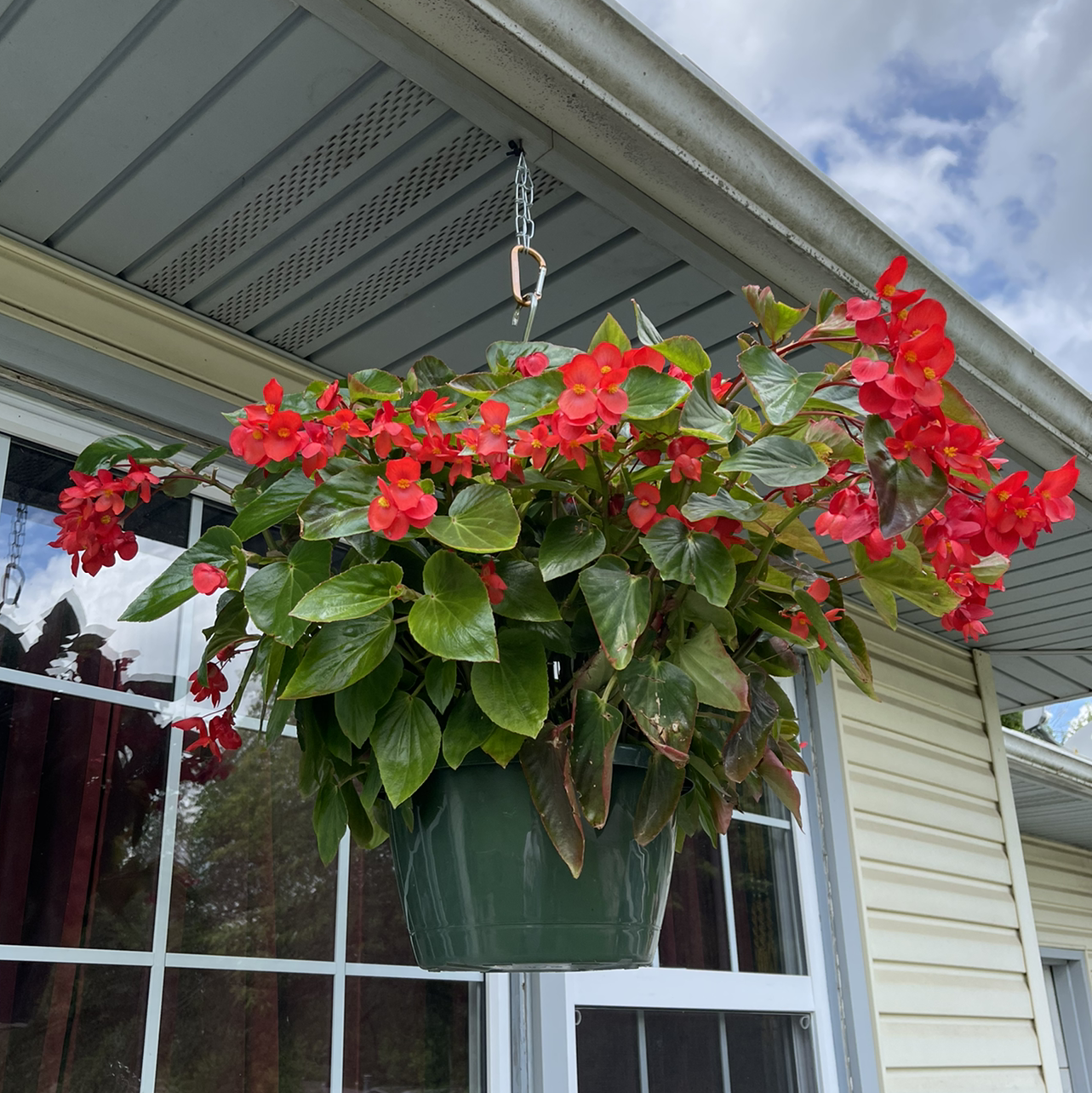 Photo of the plant species Begonia cucullata by @canyou_nottho named Scarlet on Greg, the plant care app