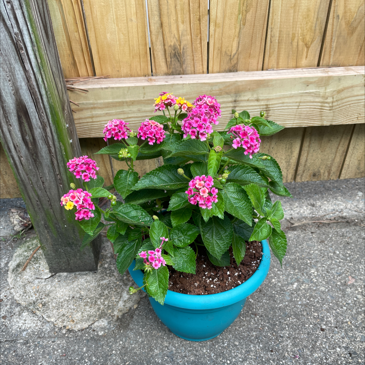 Lantana plant in a blue pot with vibrant pink flowers against a wooden fence.