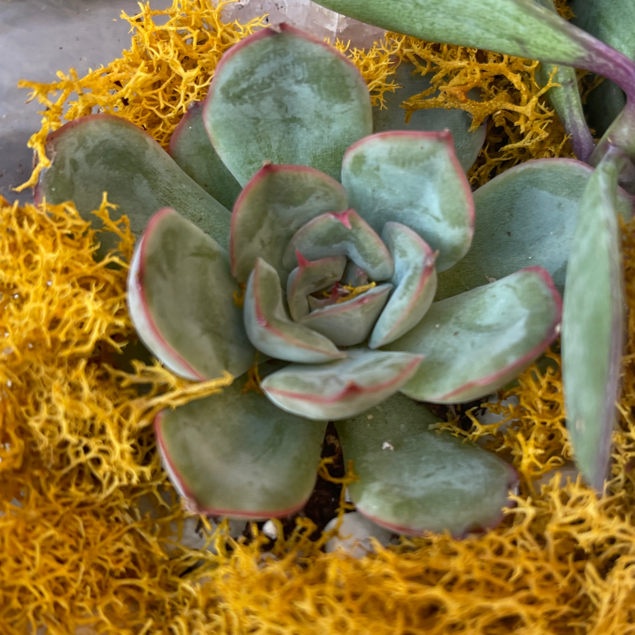 A succulent plant with green leaves edged in red, surrounded by yellow moss.