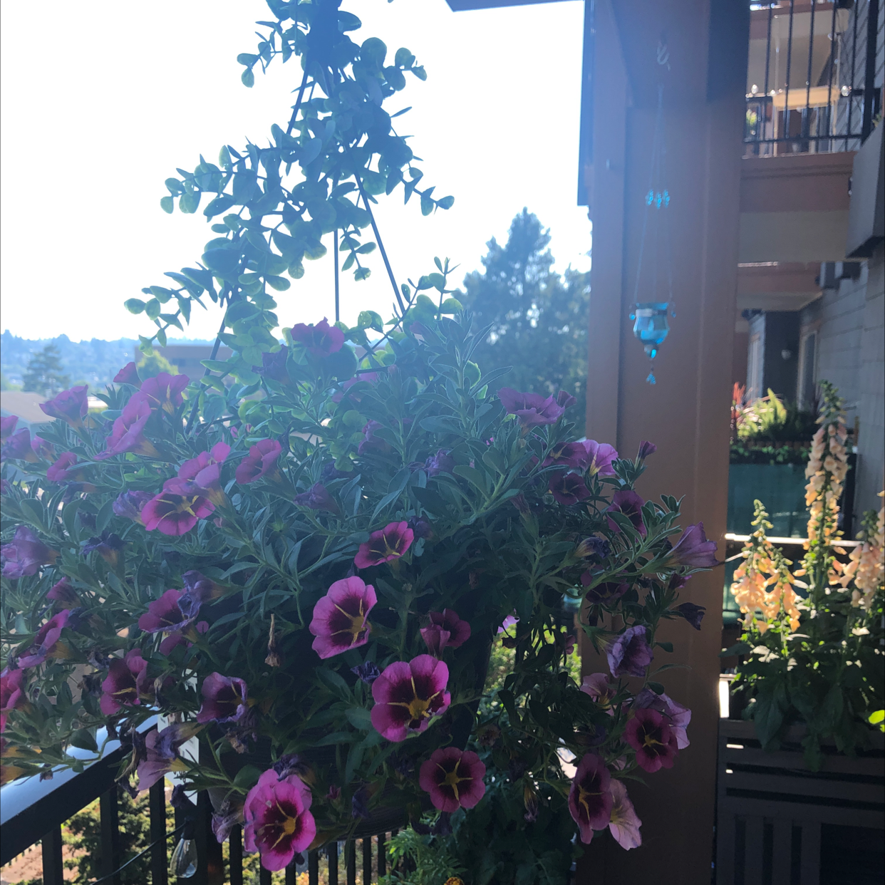 Photo of the plant species Superbells® Doublette Love Swept™ by Julianna named Calibrachoa on Greg, the plant care app