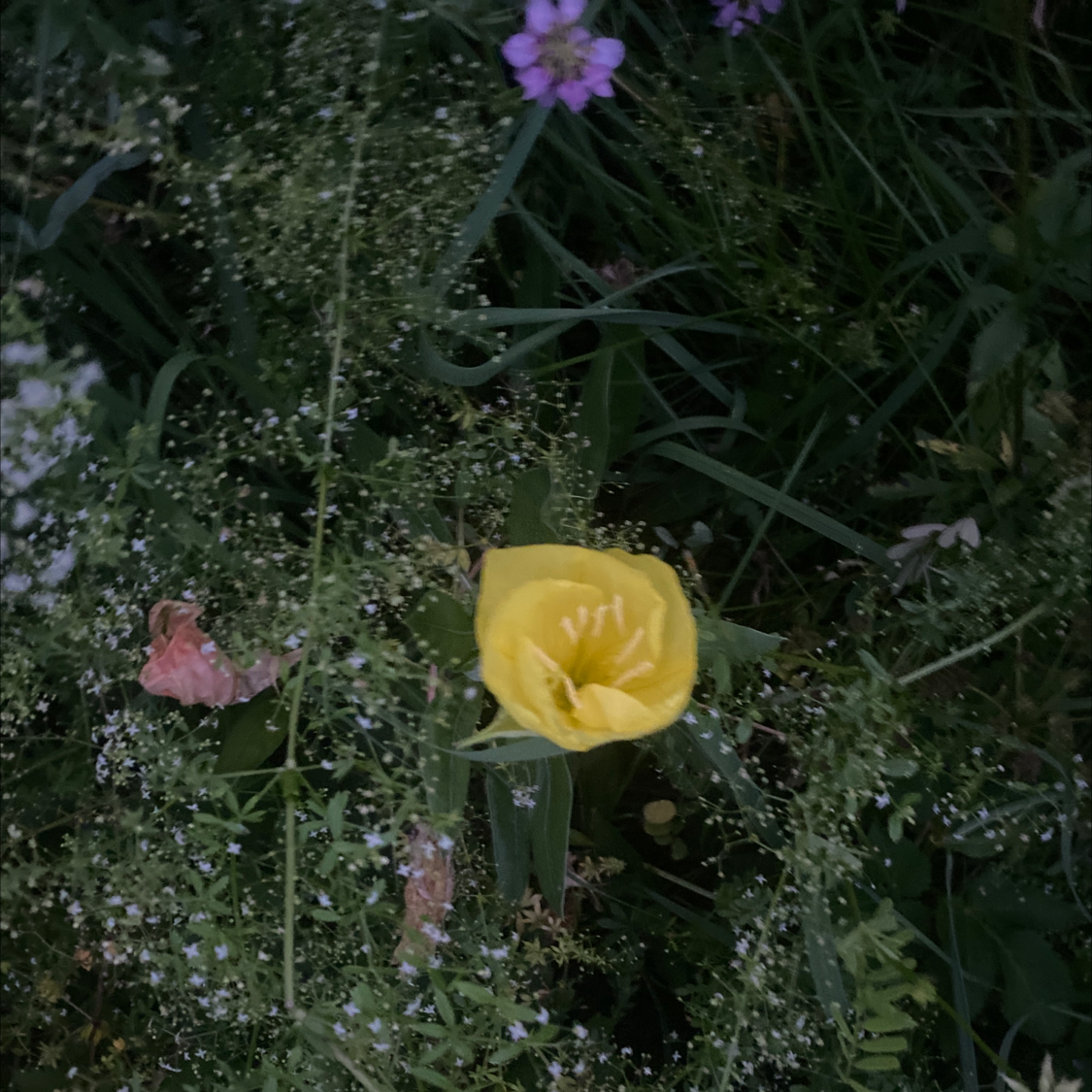 Yellow California Poppy flower surrounded by green foliage and other small plants.