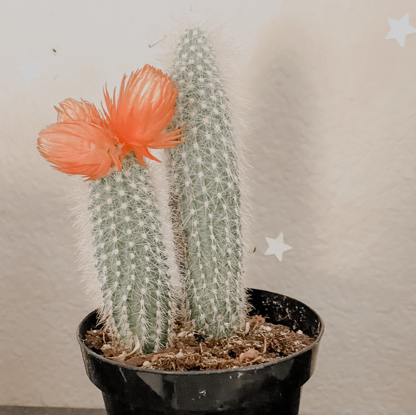 Photo of the plant species Golden Torch by @mikaylabisceglia named Emerson on Greg, the plant care app