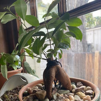 Ficus Ginseng plant in Reno, Nevada