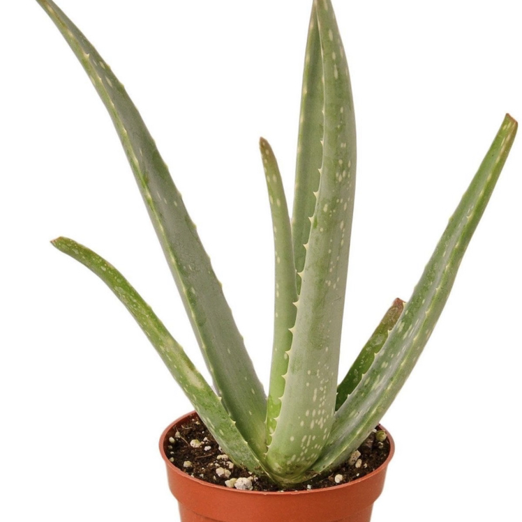 Aloe vera plant photo by L named All on Greg, the plant care app.