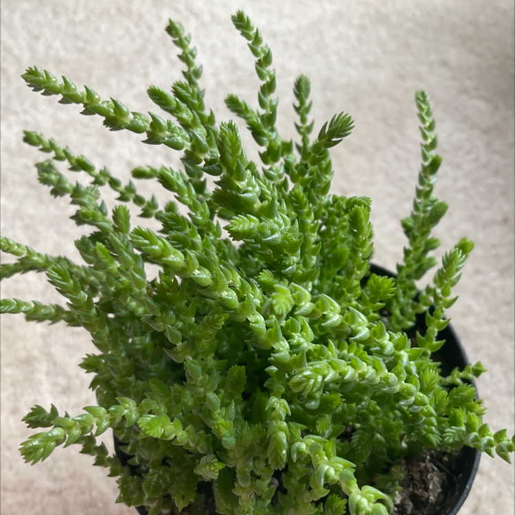 Photo of the plant species Rattail Crassula by @itsbunnz named Denali on Greg, the plant care app