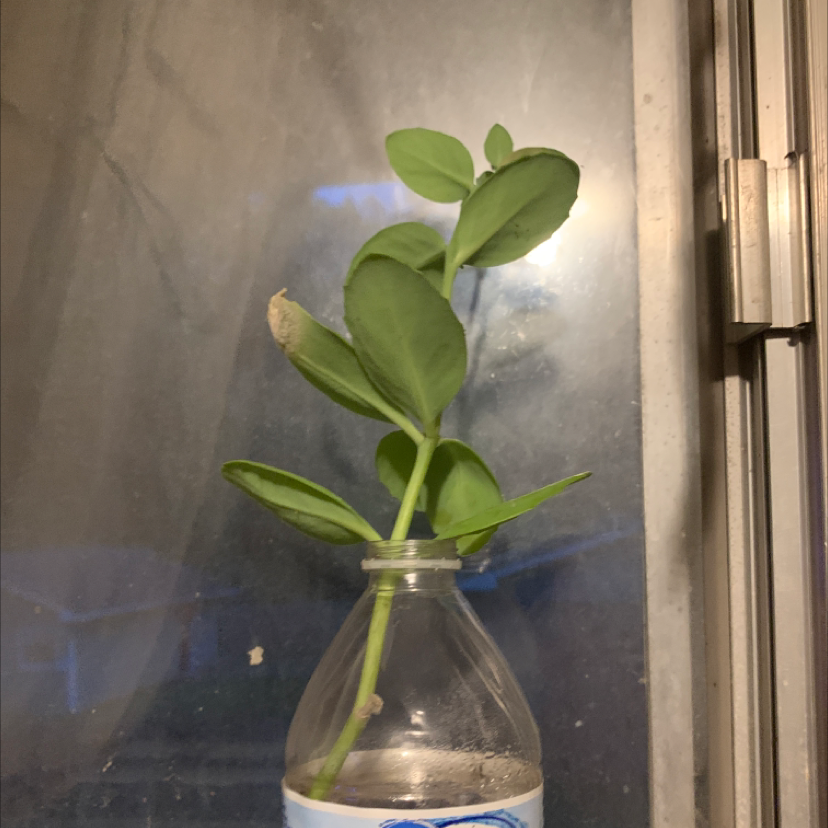 Witch's Moneybags plant photo by Lillian named Lena on Greg, the plant care app.
