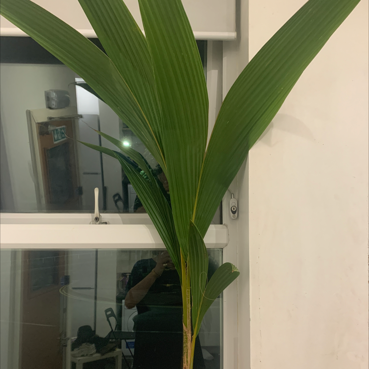 Young coconut plant with long, green leaves against a window background.