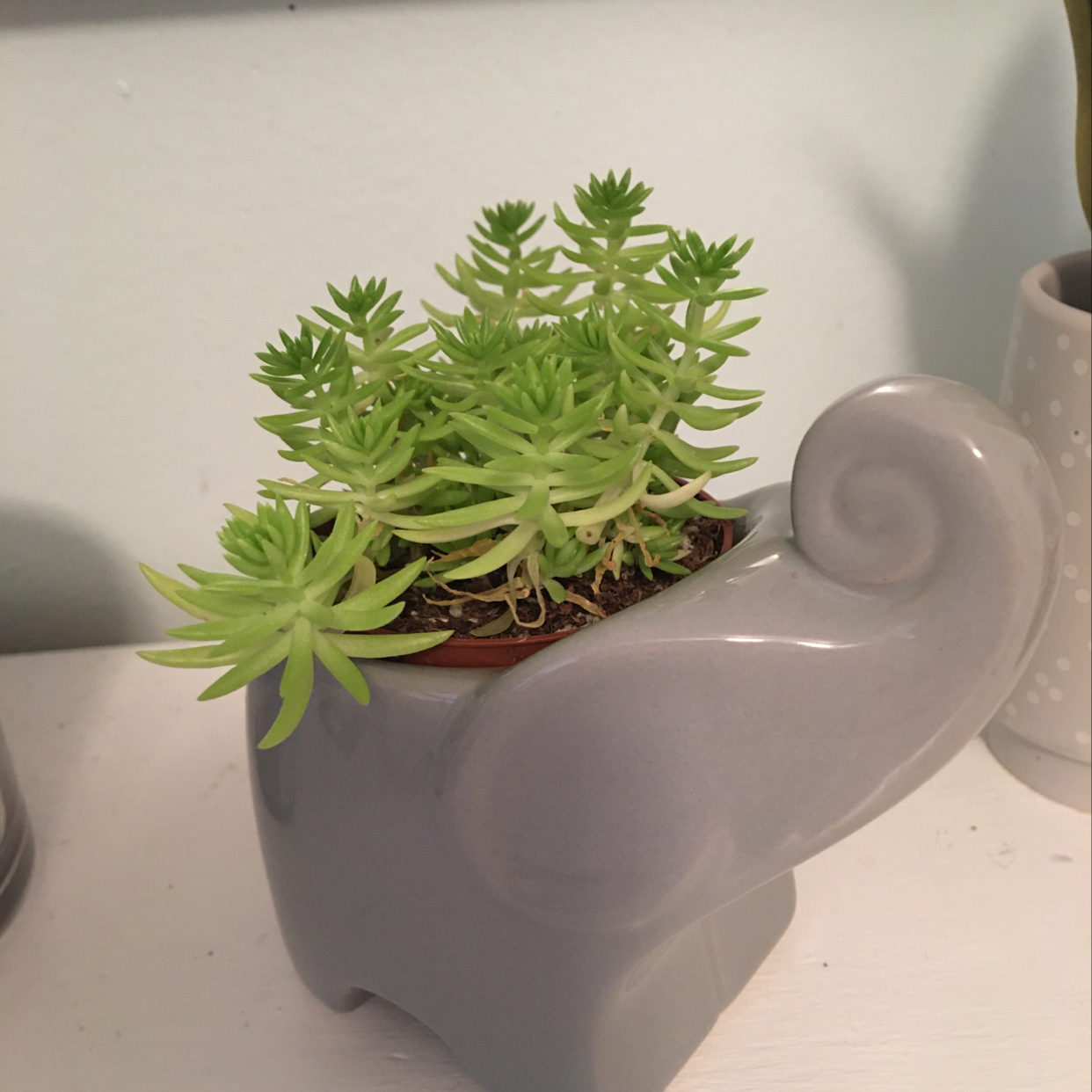 Jenny's Stonecrop succulent in a decorative elephant-shaped pot, healthy green leaves.
