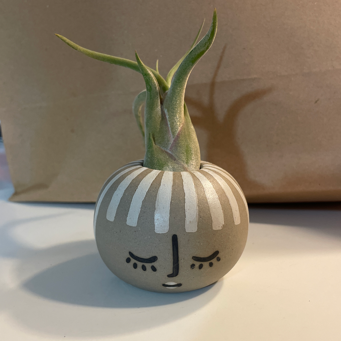 Photo of the plant species Tillandsia polystachia Air Plant by Lindsay named Your plant on Greg, the plant care app